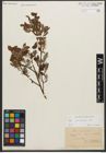 Foto von Salix starkeana Willd.